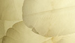 Wing Lamp - alab'Arte - alabaster in Volterra