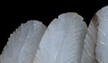 Wing Lamp - alab'Arte - alabaster in Volterra